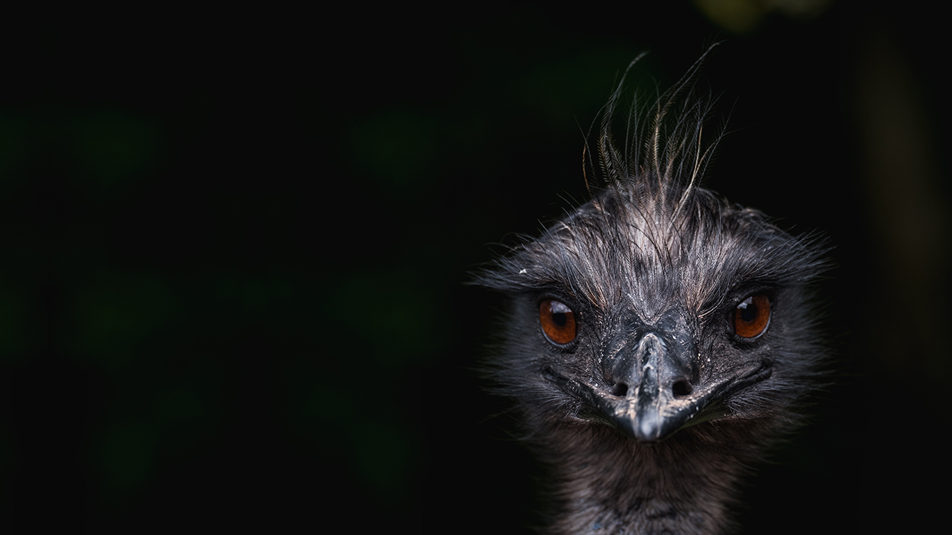 Ostrich