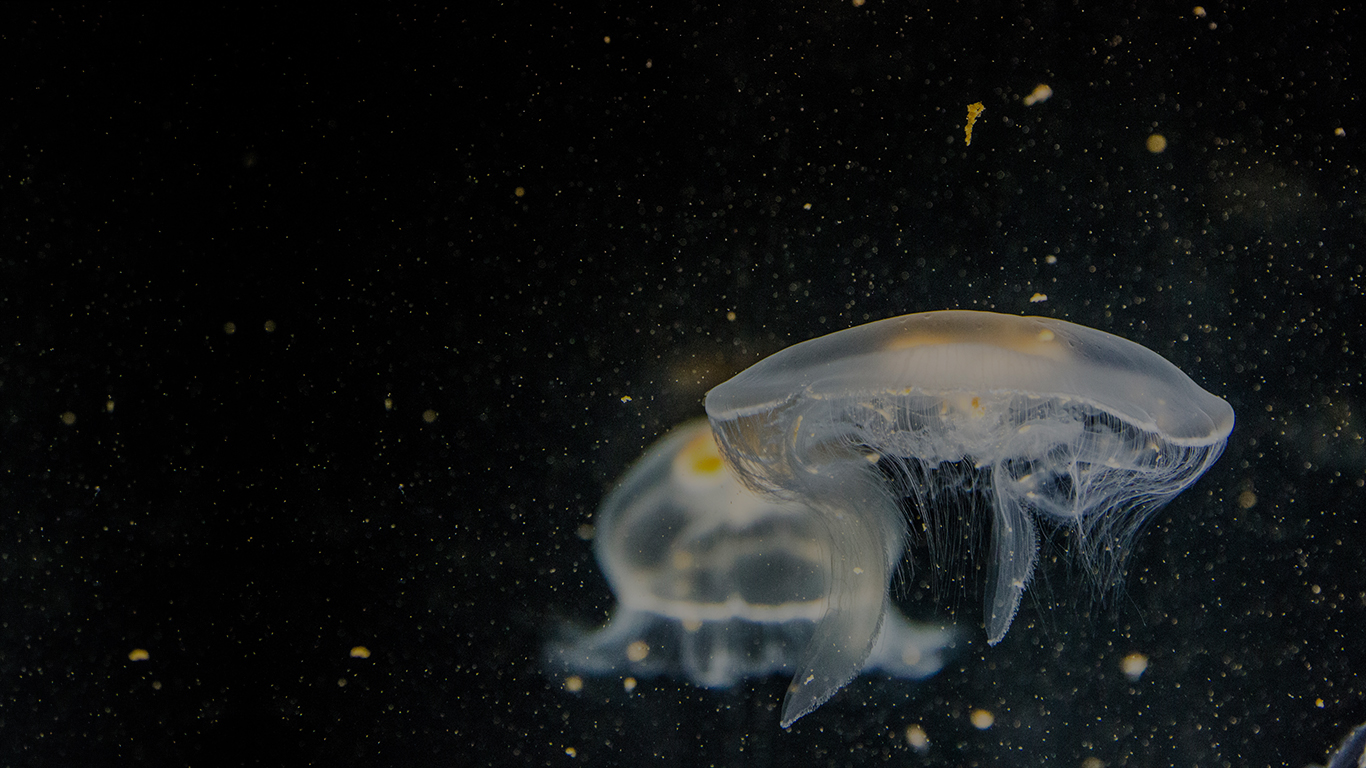 Jellyfish