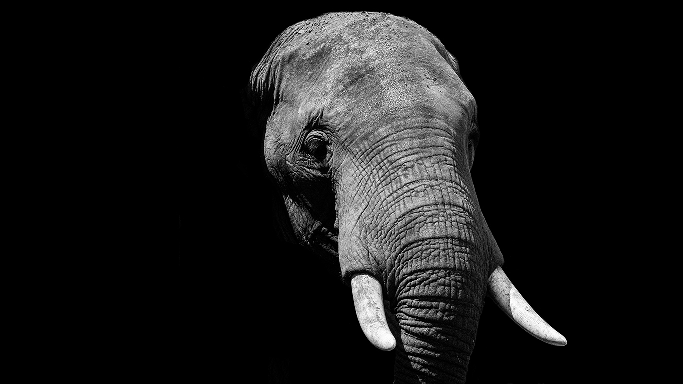 The Elephant