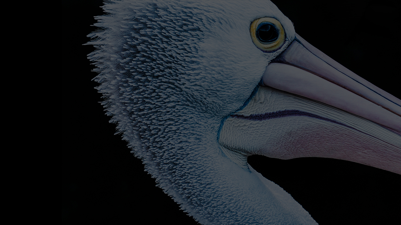 Pelicans